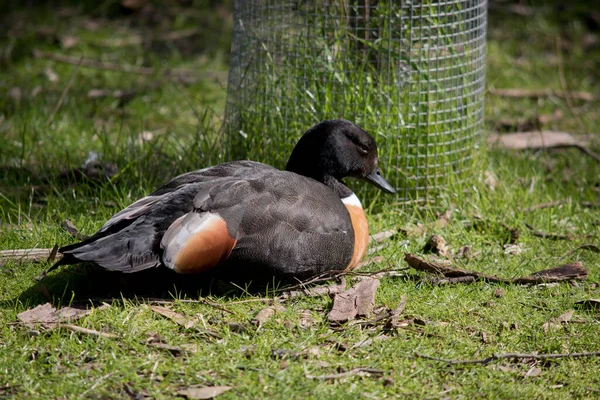 Die Australische Schellenente Sitzt Auf Dem Gras — Stockfoto