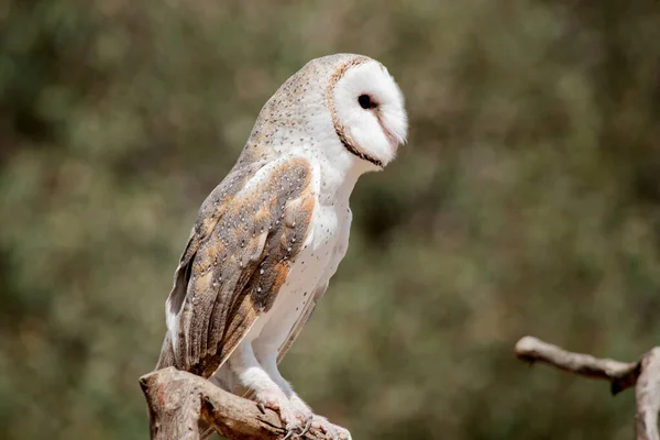Barn Owl Has White Heart Shaped Head White Chest Brown — Zdjęcie stockowe