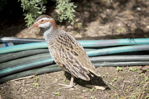 Buff Banded Rail Está Lado Uma Mangueira — Fotografia de Stock