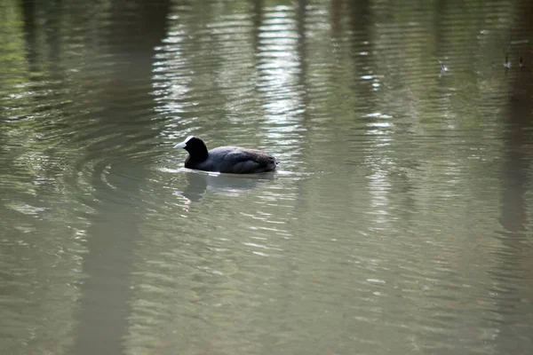 Der Blässhuhn Schwimmt Einem See — Stockfoto