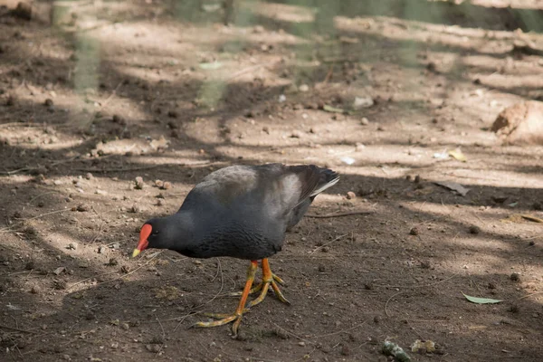 Den Dunkla Moorhen Har Orange Sköld Och Gul Till Spetsen — Stockfoto