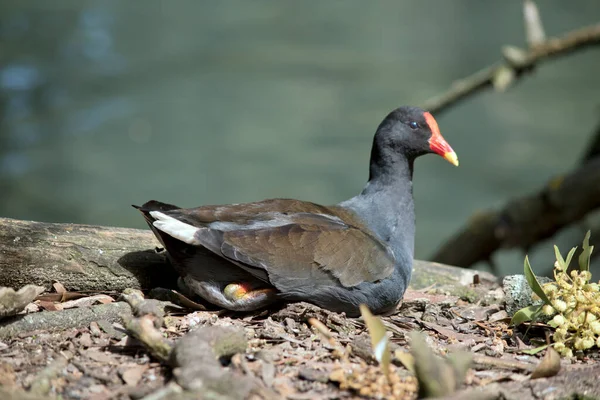 Das Dämmernde Moorhuhn Hat Einen Roten Schnabel Eine Rot Orangefarbene — Stockfoto