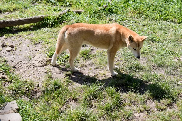 Złotym Dingo Jest Australijski Dziki Pies — Zdjęcie stockowe
