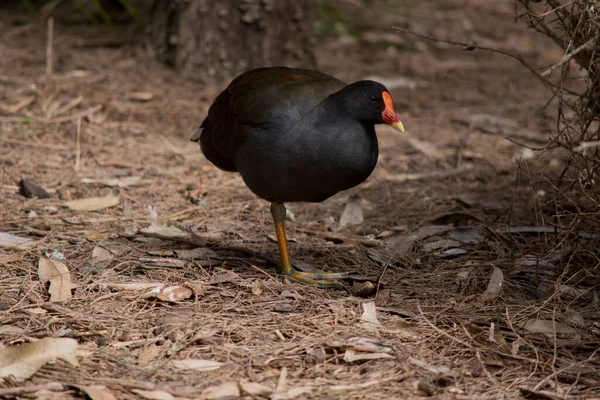 Das Dämmernde Moorhuhn Hat Einen Roten Schnabel Eine Rot Orangefarbene — Stockfoto