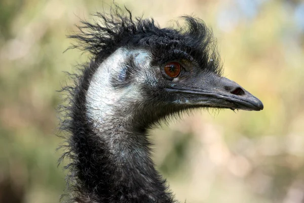 Zblízka Australských Emu — Stock fotografie