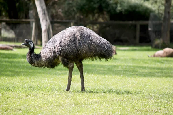 Emu Tall Flightless Bird Long Neck Black Bill Brown Eyes — Stock Photo, Image