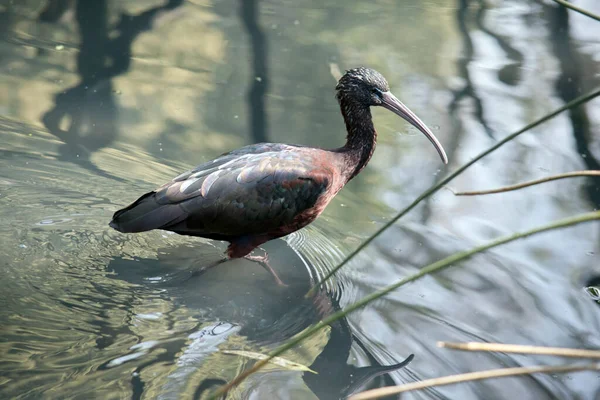 Fényes Ibis Egy Nagy Hosszú Lábú Gázoló Madár Foci Alakú — Stock Fotó