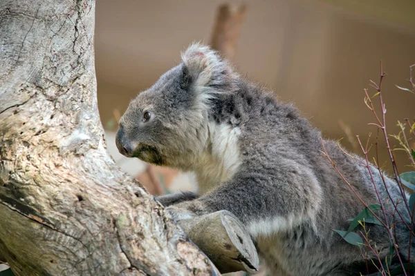 コアラは木を登り — ストック写真