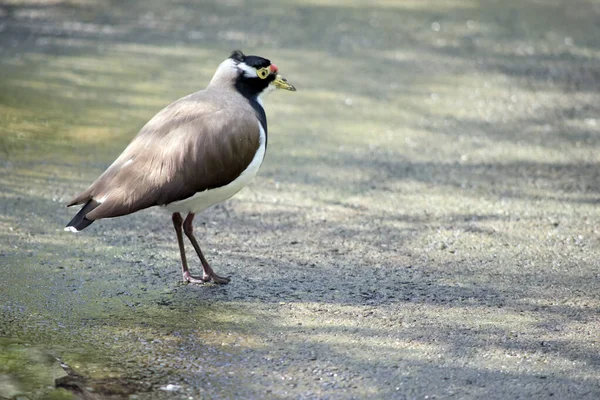 the banded lapwing is a black white and brown bird with a yellow beak and band