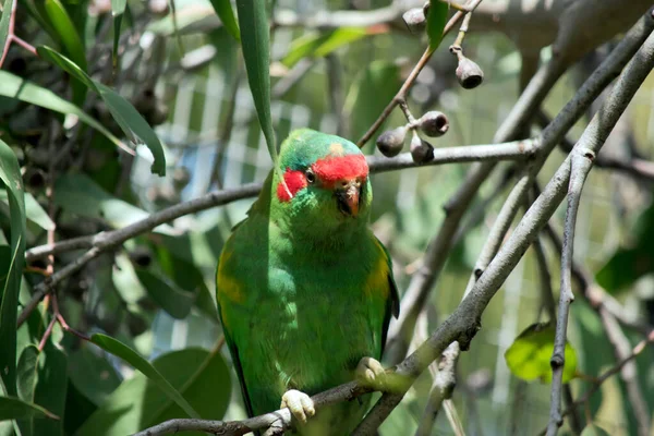 Musk Lorikeet Principalmente Verde Com Bico Laranja Tripe Rosto Vermelho — Fotografia de Stock