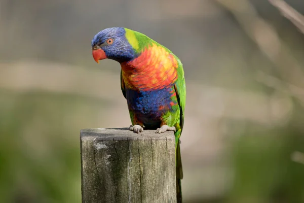 Gökkuşağı Lorisi Renkli Bir Kuştur Mavi Bir Kafası Turuncu Sarı — Stok fotoğraf