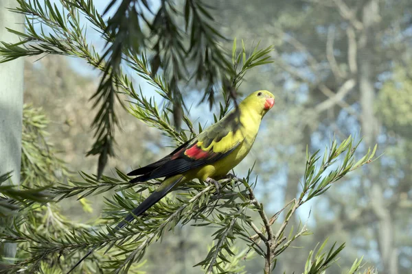 Este Papagaio Regente Fêmea Empoleirado Uma Árvore — Fotografia de Stock