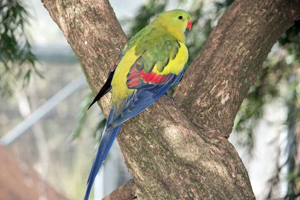Regent Parrot Perched Tree — Stock Photo, Image