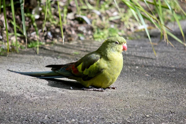 Vrouwelijke Regent Papegaai Loopt Grond Zoek Naar Voedsel — Stockfoto