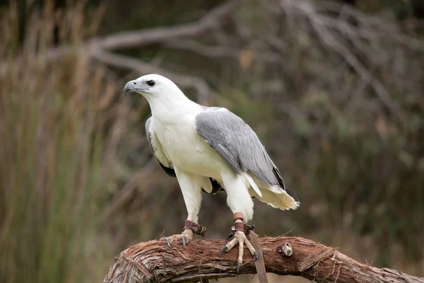 White Bellied Sea Eagle Also Known White Breasted Sea Eagle — Foto Stock