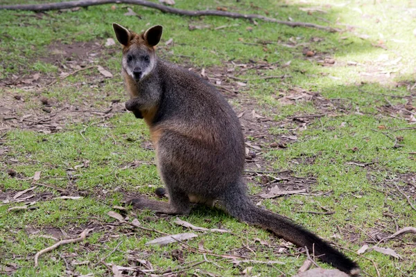 Swamp Wallaby Field — Stock Photo, Image