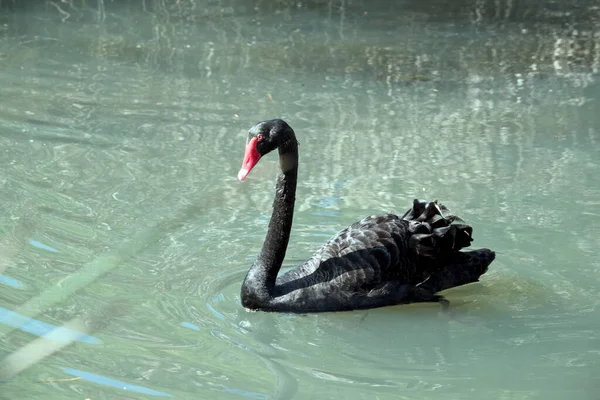Cisne Negro Está Nadando Lago — Foto de Stock