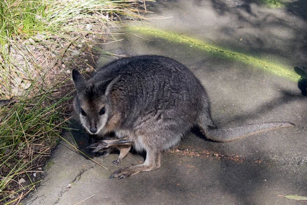 Tammar Wallaby Een Kleine Grijze Wallaby Met Bruine Armen Witte — Stockfoto