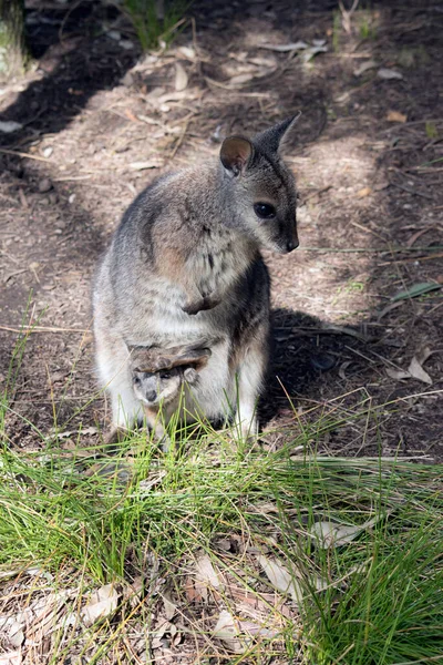 Das Tamar Wallaby Hat Einen Joey Beutel Kopf Und Beine — Stockfoto