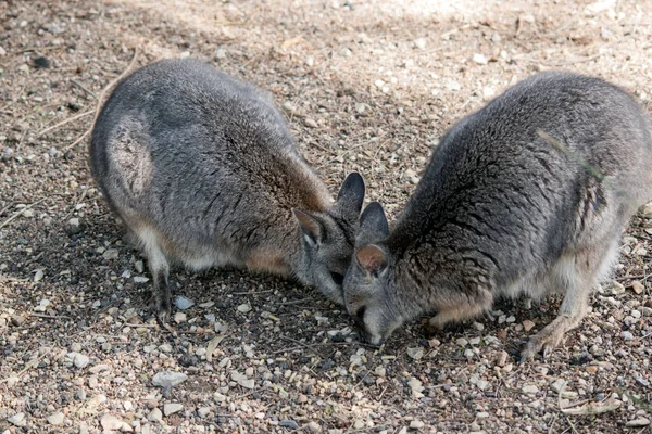 Los Dos Wallabies Tammar Están Comiendo Comida Dejada Por Los — Foto de Stock