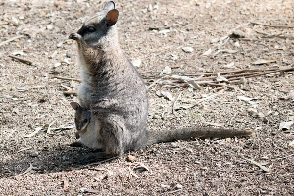 Tammar Wallaby Pequeño Marsupial Con Escudo Gris Brazos Bronceados Con — Foto de Stock