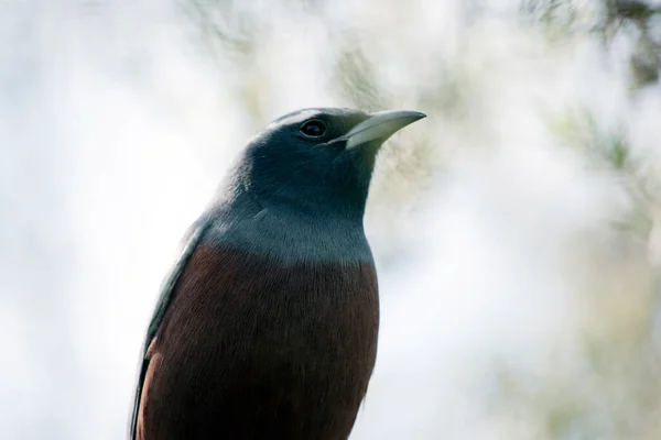 Este Close Branco Browed Woodswallow — Fotografia de Stock