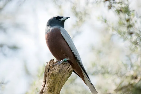 白まゆ Woodswallow がログに腰掛けています — ストック写真