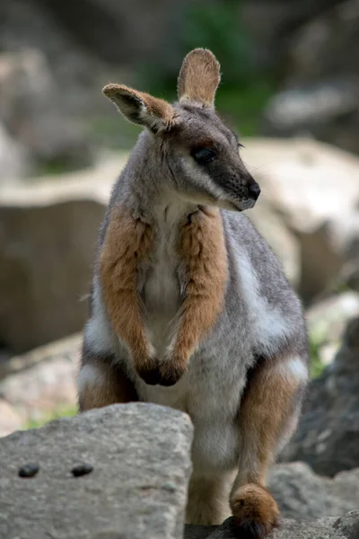 Sárga Lábú Szikla Wallaby Szürke Testű Barna Karokkal Fehér Mellkassal — Stock Fotó