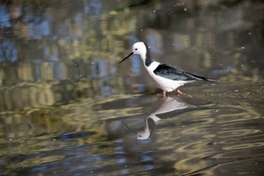 the black winged stilt has a white face black on the back of its long neck, black wings and a white body