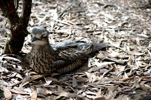 Rizo Piedra Arbustiva Está Descansando Suelo — Foto de Stock