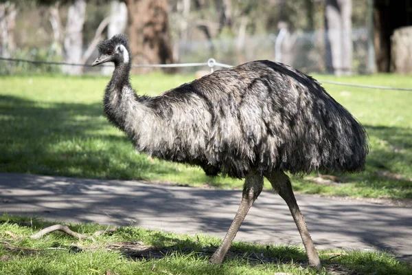 Emu Tallest Bird Australia Can Fly — Stock Photo, Image