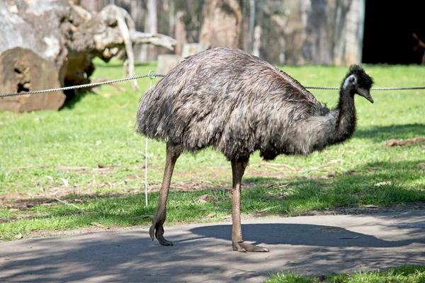 Emuはオーストラリアで一番高い鳥で — ストック写真