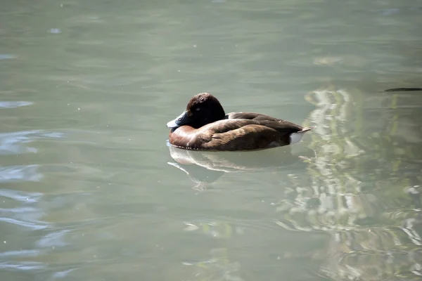 Die Hartköpfige Ente Hat Einen Braunen Körper Mit Einem Schnabel — Stockfoto