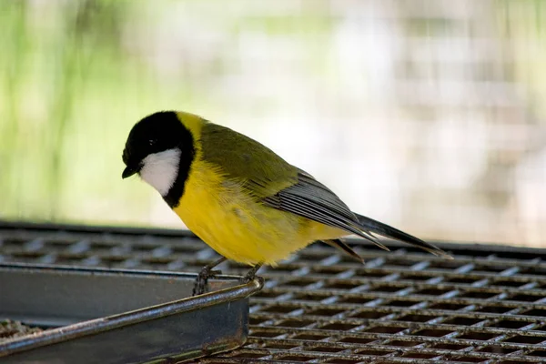 Golden Whister Sitting Feeding Tray — Stockfoto