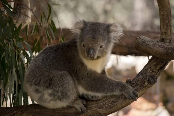 Dit Een Zijaanzicht Van Een Australische Koala Die Een Boom — Stockfoto