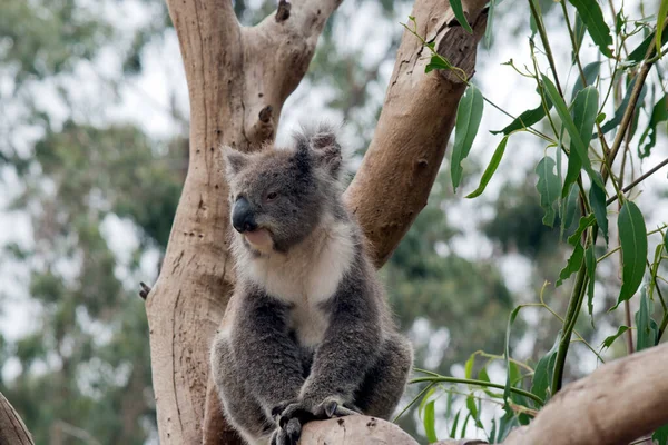 Koala Sitter Gaffeln Trädet — Stockfoto