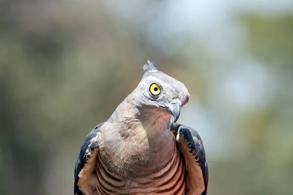 Baza Pacifique Aussi Connu Sous Nom Faucon Huppé Baza Huppé — Photo