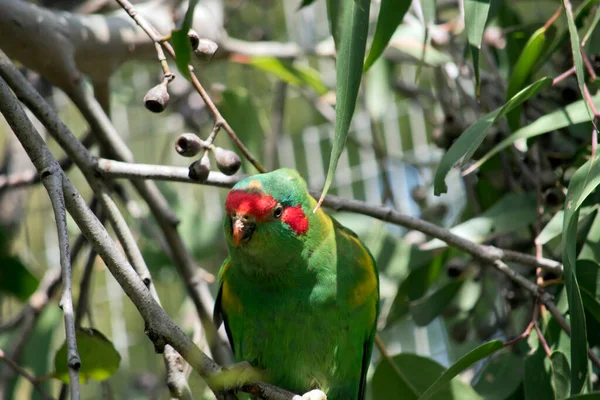 Pižmo Lorikeet Převážně Zelený Pomerančovým Zobákem Červeným Obličejem — Stock fotografie