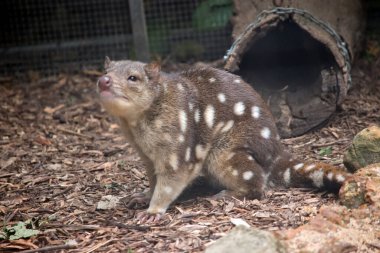 Benekli kuş kahverengi, beyaz benekli ve keskin dişli pembe burunlu.