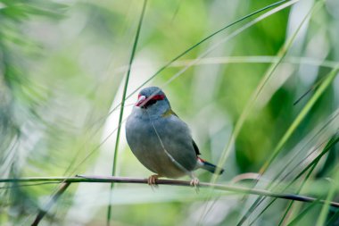 Kızıl kaşlı ispinoz bir çimen parçasına tünemiş.