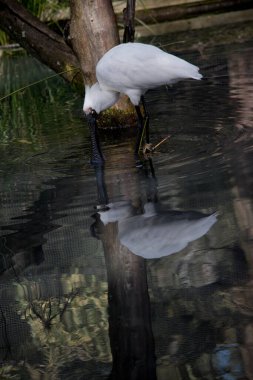 Kraliyet kaşığı gagasının suda bir yansıması var.