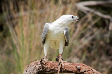 Deniz kartalı bir ağaç dalına tünemiş.