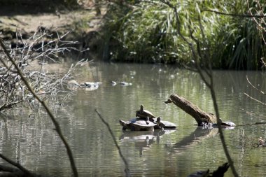 Üç kaplumbağa bir kütüğün üzerinde toplanmış.