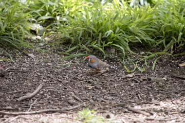 Bu yemek arayan bir zebra ispinozunun yan görüntüsü.