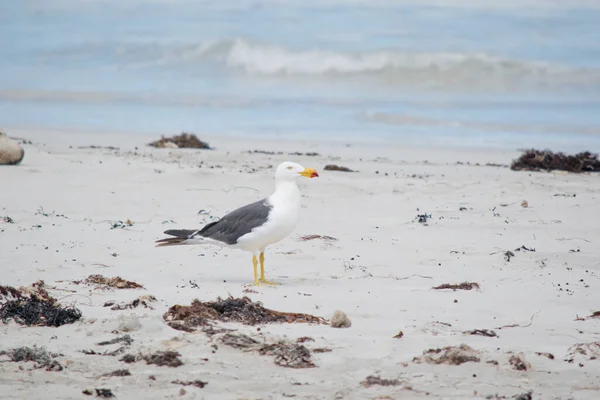 Die Pazifikmöwe Läuft Strand Von Seal Bay Entlang — Stockfoto