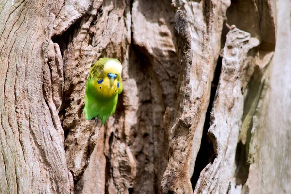 Parakeet Sticking His Head Out Hollow Log — Stock Photo, Image