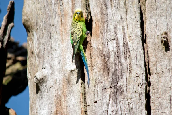 Parakeet Perched Hollow Tree — Stock Photo, Image