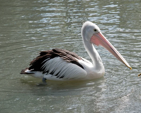 Pélican Australien Nage Dans Lac — Photo