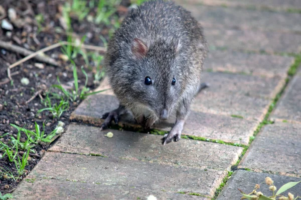 Dlouhý Nos Potoroo Malý Marsupial — Stock fotografie