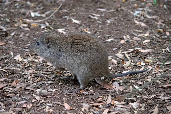 Dlouhý Nos Potoroo Malý Marsupial Šedohnědý Hnědýma Očima Dlouhým Ocasem — Stock fotografie